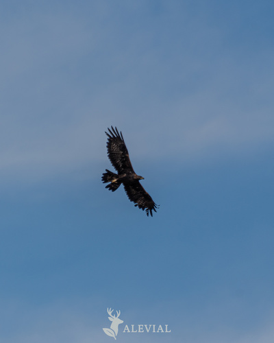 Águila real