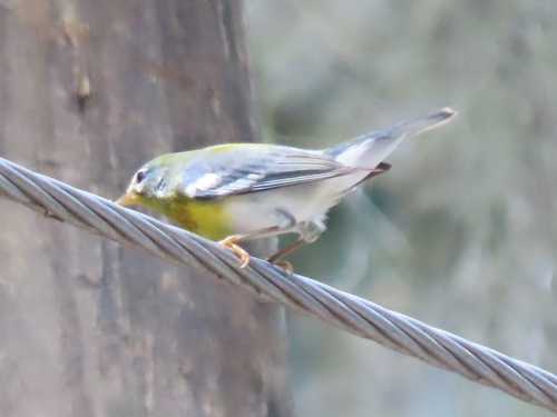Northern Parula