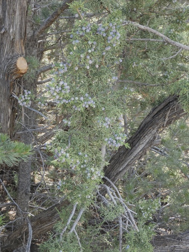 Juniperus monosperma, photograph 6
