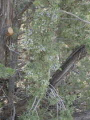 Juniperus monosperma, photograph (c) bmasinton, some rights reserved (CC BY-SA)