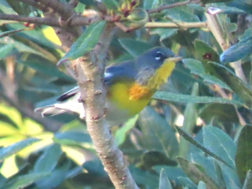 Northern Parula