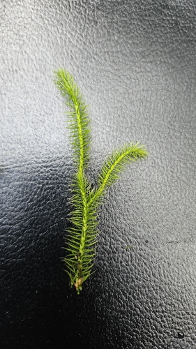 stag's-horn clubmoss