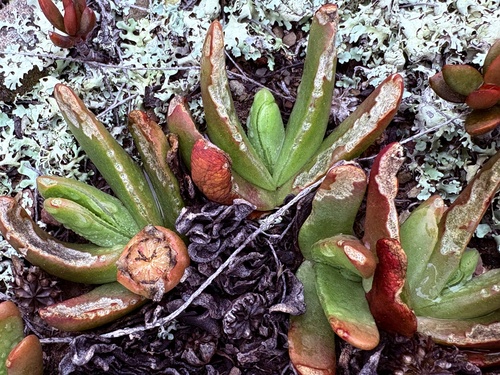 Glottiphyllum depressum, photograph 2