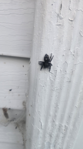 Bold Jumping Spider