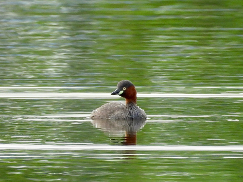 iNaturalist image