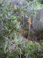 Aloe glauca, photograph (c) Christina, some rights reserved (CC BY)