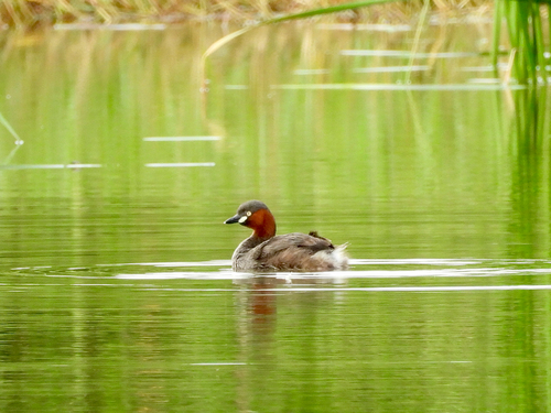 iNaturalist image