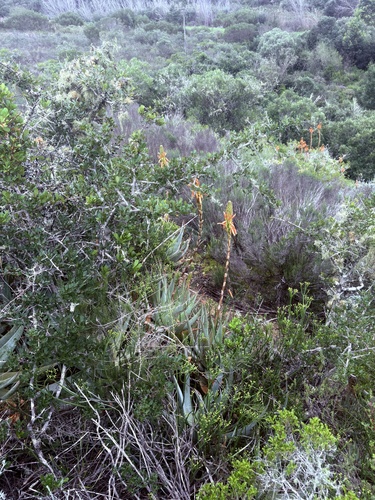 Aloe glauca, photograph 3