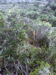 Aloe glauca, photograph (c) Christina, some rights reserved (CC BY)