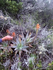 Aloe glauca, photograph (c) Christina, some rights reserved (CC BY)