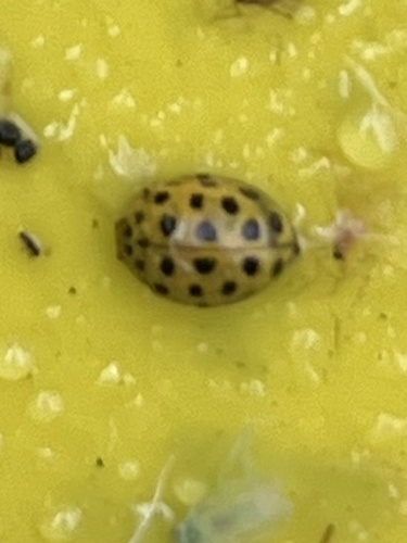 22-spot Ladybird