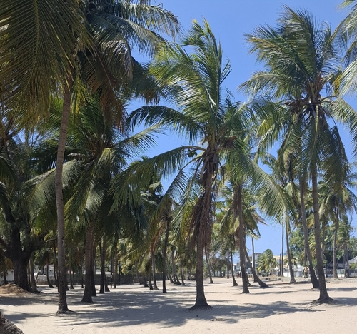 coconut palm