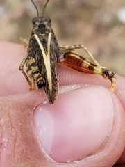 Cratypedes lateritius