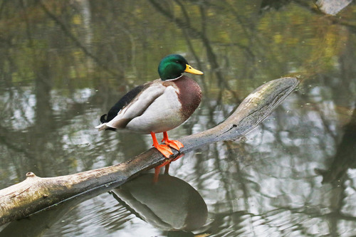 iNaturalist image
