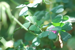 Coronilla valentina glauca