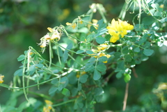 Coronilla valentina glauca