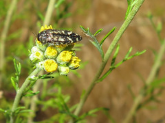 Acmaeodera connexa