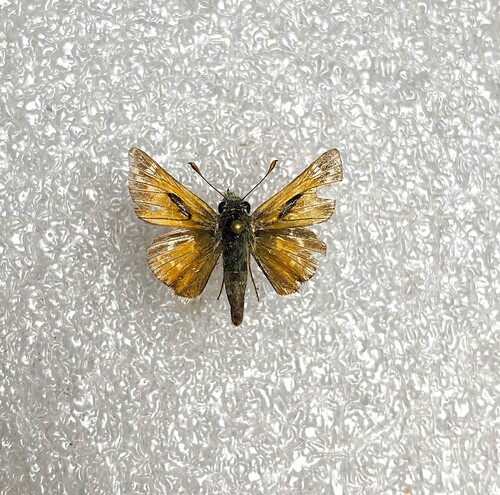Common Branded Skipper