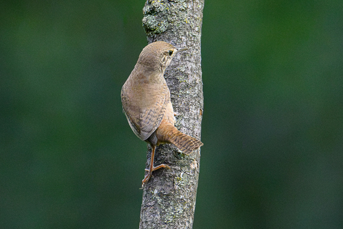 Northern House Wren