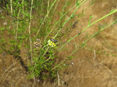 Acmaeodera connexa
