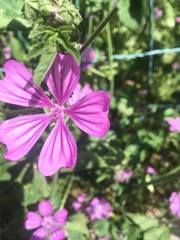 Malva sylvestris