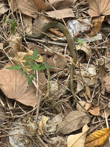 Yellow-spotted Keelback