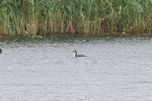 iNaturalist image