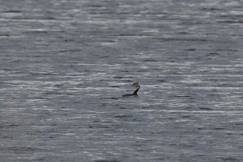 iNaturalist image
