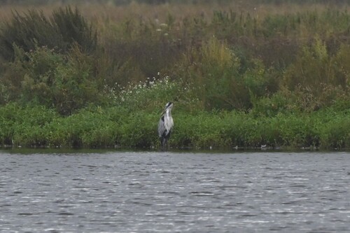 iNaturalist image