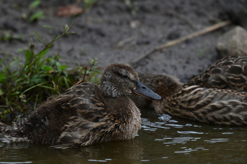 iNaturalist image