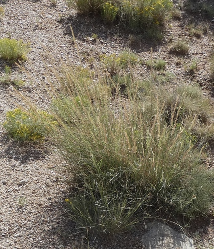 Sideoats Grama