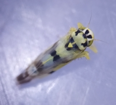 Eupteryx atropunctata