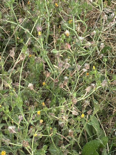 bristly oxtongue