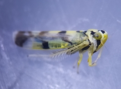 Eupteryx atropunctata