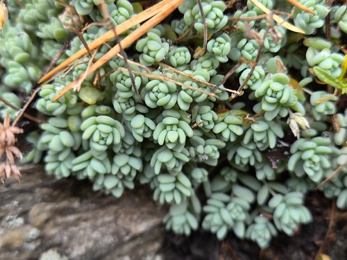 Sedum dasyphyllum, photograph 5