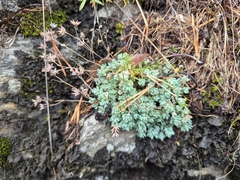 Sedum dasyphyllum, photograph (c) Catherine Faber, some rights reserved (CC BY)