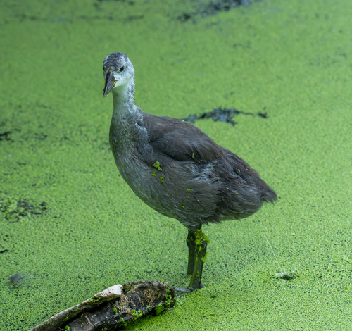 American Coot