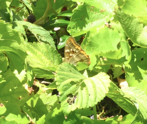 Lesser Purple Emperor
