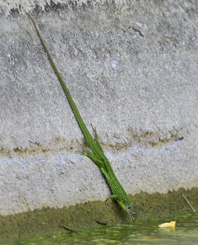 Western Green Lizard