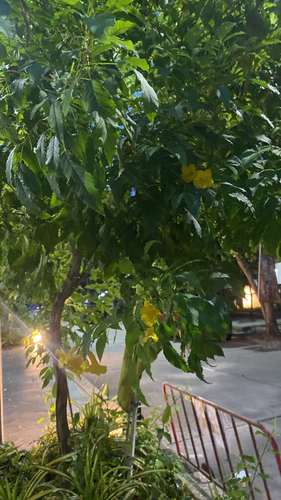 yellow trumpet flower