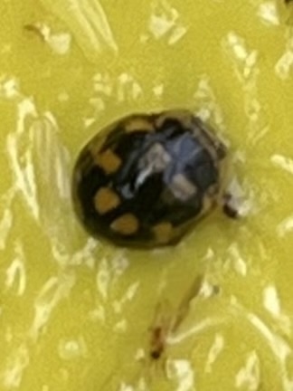 Fourteen-spotted Lady Beetle