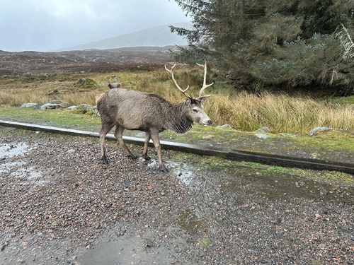 Red Deer