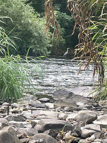 iNaturalist image