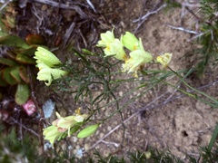 Freesia refracta