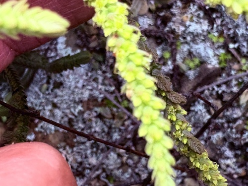 Crassula muscosa