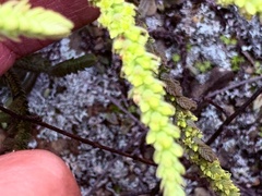 Crassula muscosa