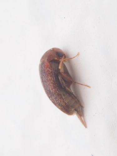 Hymenorus
