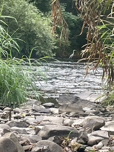 iNaturalist image