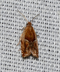 Ancylis comptana