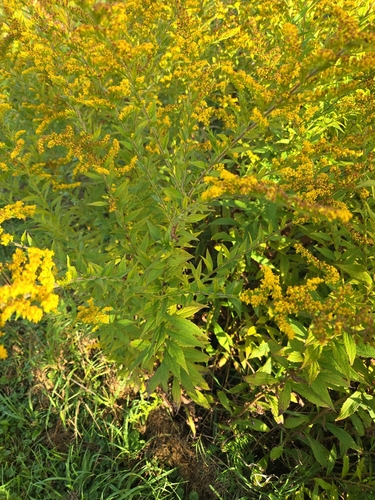 common wrinkle-leaved goldenrod